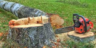 Best Tree and Shrub Care  in Bethesda, MD