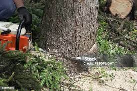 Best Tree Removal  in Bethesda, MD
