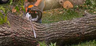 Trusted Bethesda, MD Tree Removal Experts
