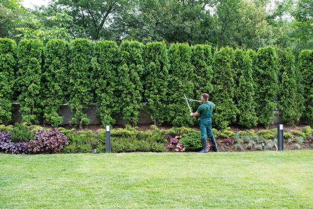 Best Tree Cabling and Bracing  in Bethesda, MD