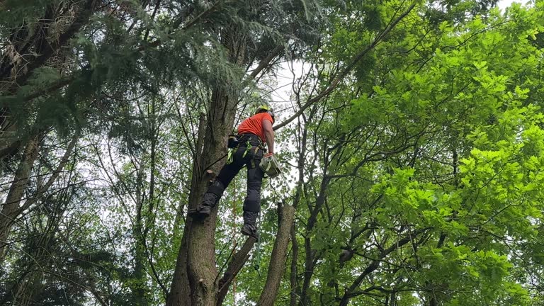 Best Emergency Tree Removal  in Bethesda, MD