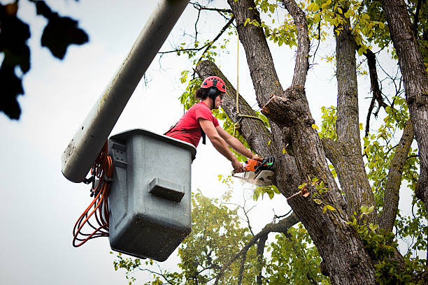 Best Tree Maintenance Programs  in Bethesda, MD