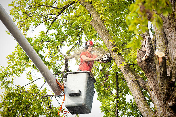 Bethesda, MD Tree Removal Pros